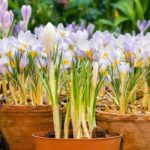Cultivar los Crocus en maceta