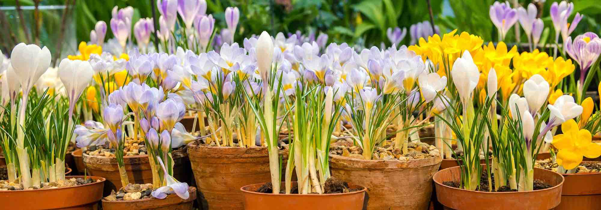 Cultivar los Crocus en maceta
