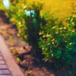 La energía solar en el jardín