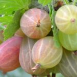 Pequeños frutales a raíz desnuda: plantas más económicas y una recolección rápida