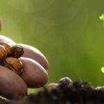 Huerto: por qué y cómo elegir semillas adecuadas al cambio climático?