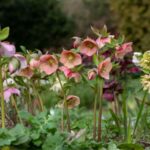 ¿Cómo dividir un heléboro?