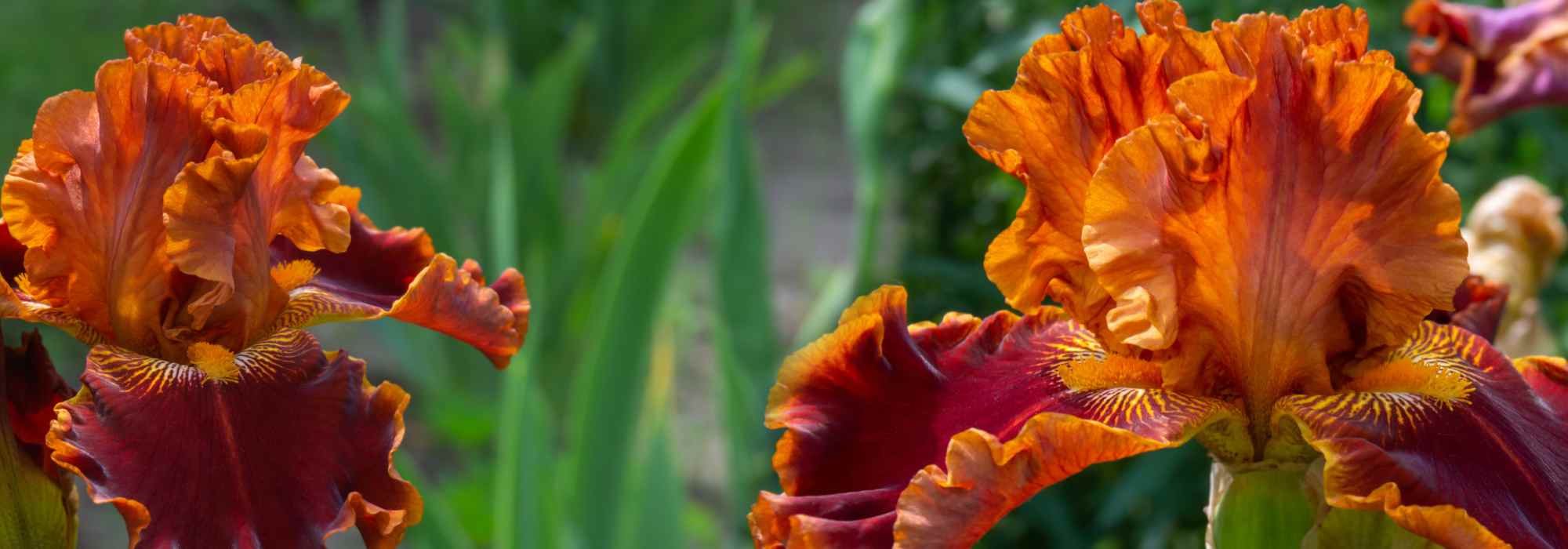 Inspiración en miel y naranja quemada para un jardín vibrante y fascinante
