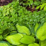 Acondicionar un jardín orientado al norte