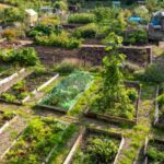 Los jardines compartidos: huertos económicos y solidarios