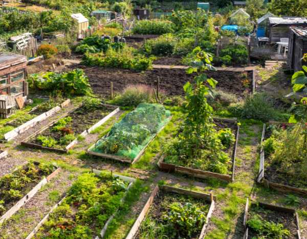 Los jardines compartidos: huertos económicos y solidarios