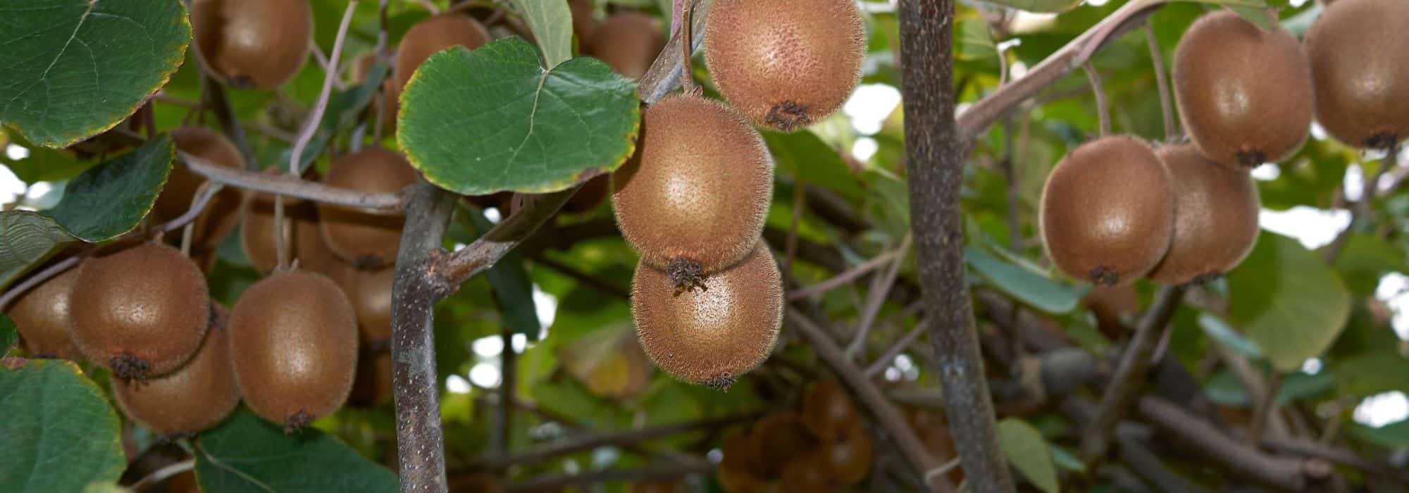 Kiwi: cómo elegir la variedad adecuada?