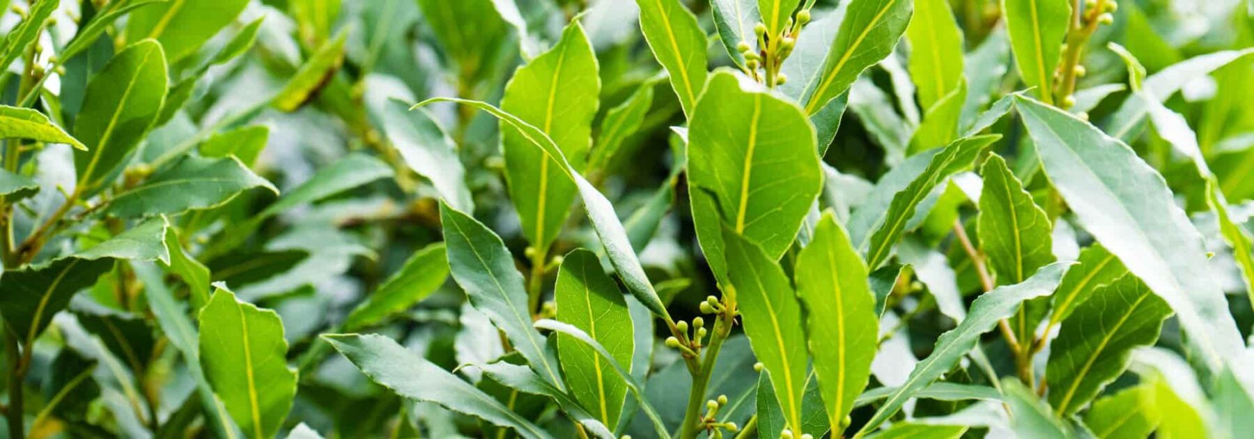 El Laurel: plantación, cuidados y poda