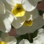 7 narcisos de flores bicolor para tener en el jardín