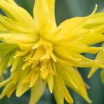 7 Narcisos de flores amarillas para celebrar la primavera