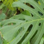 Las plantas de interior XXL