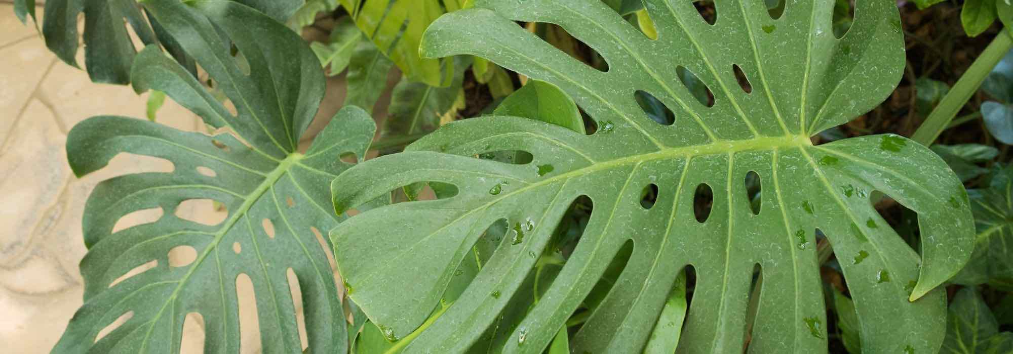 Las plantas de interior XXL