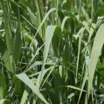 ¿Qué plantas elegir para la fitoepuración?