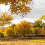 Las plantas que no se deben Podar en otoño
