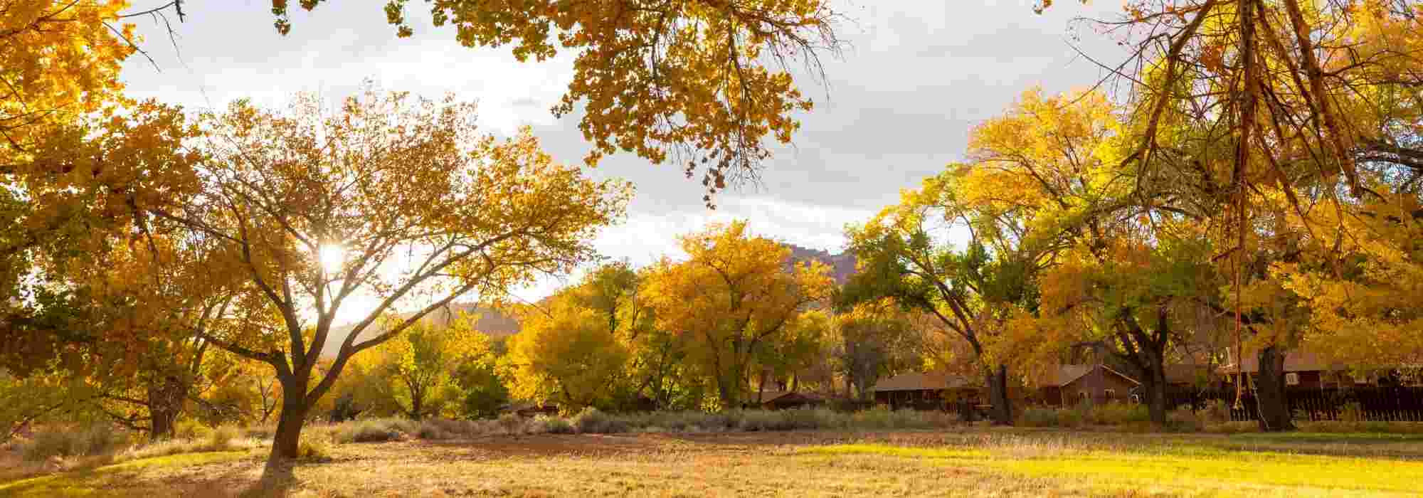 Las plantas que no se deben Podar en otoño