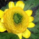 Cómo elegir una ranúnculo: nuestra guía de compra