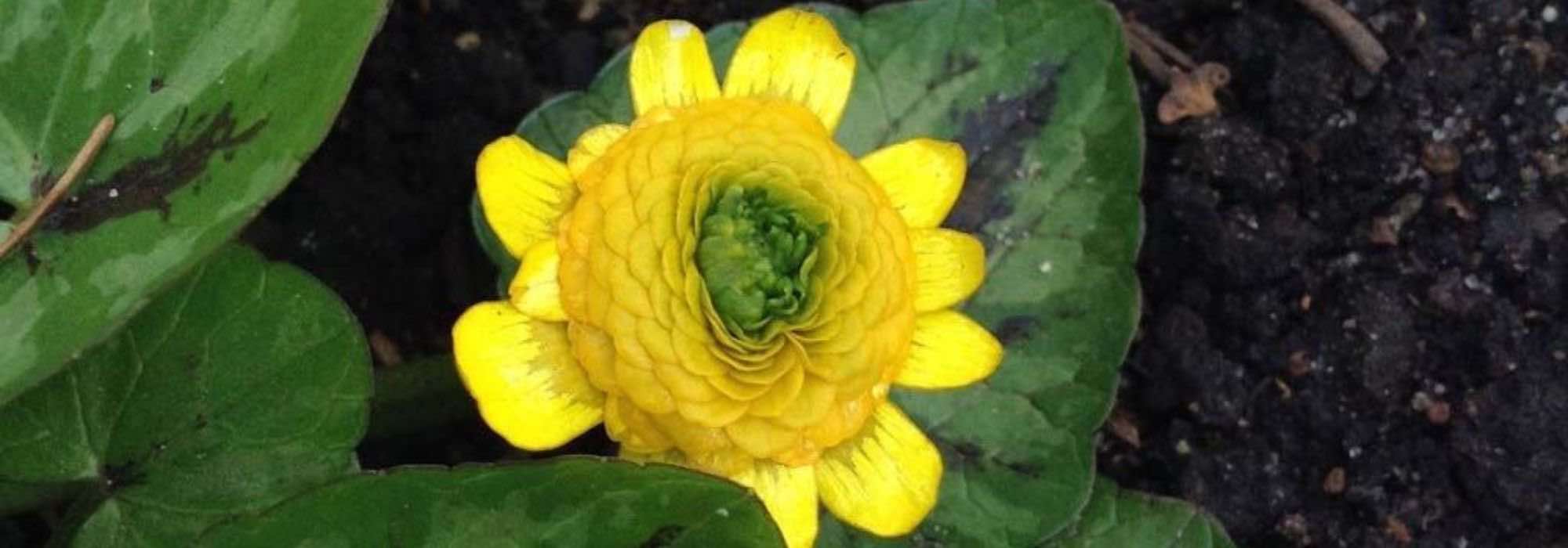 Cómo elegir una ranúnculo: nuestra guía de compra