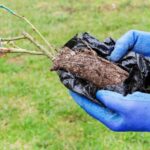 Rosales a raíz desnuda en cepellón: el buen compromiso