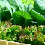 Huerto: Rotación de cultivos en otoño