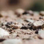 5 arbustos para suelos pedregosos