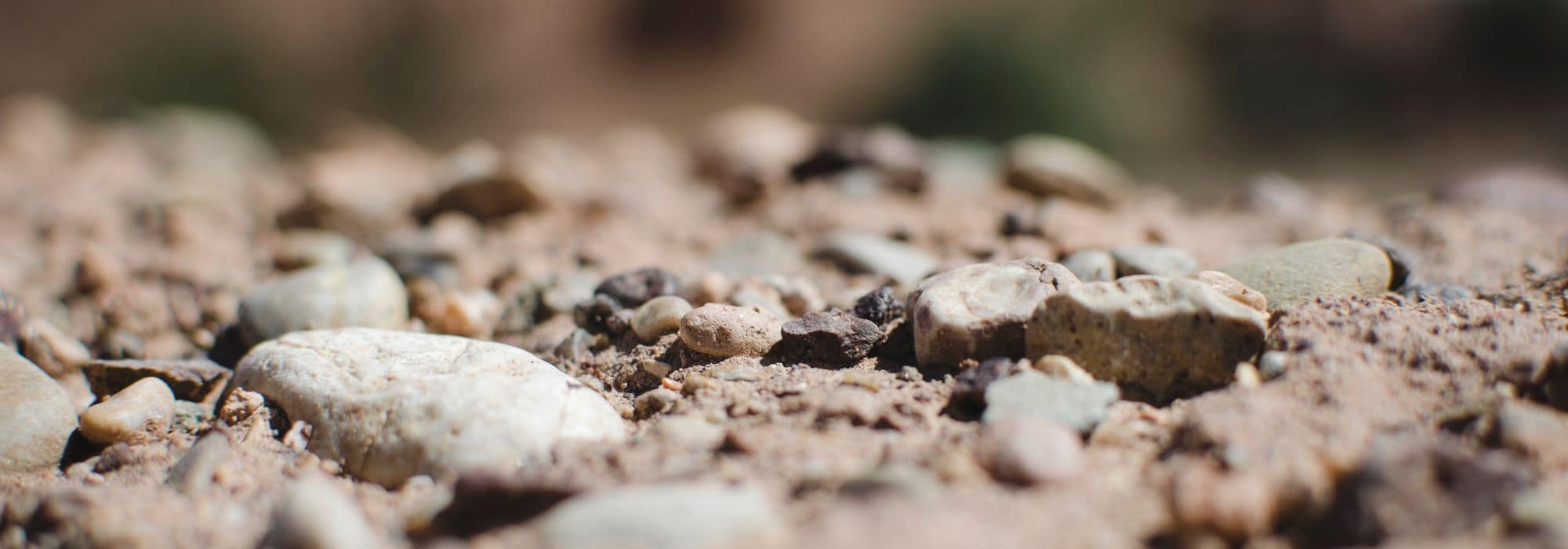 5 arbustos para suelos pedregosos