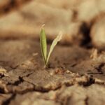 11 fructíferos para suelo seco