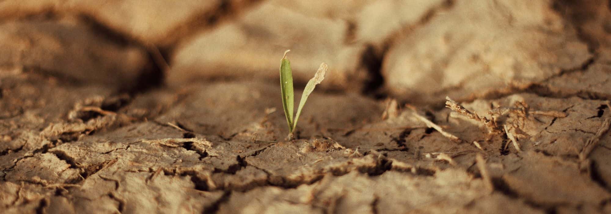 11 fructíferos para suelo seco