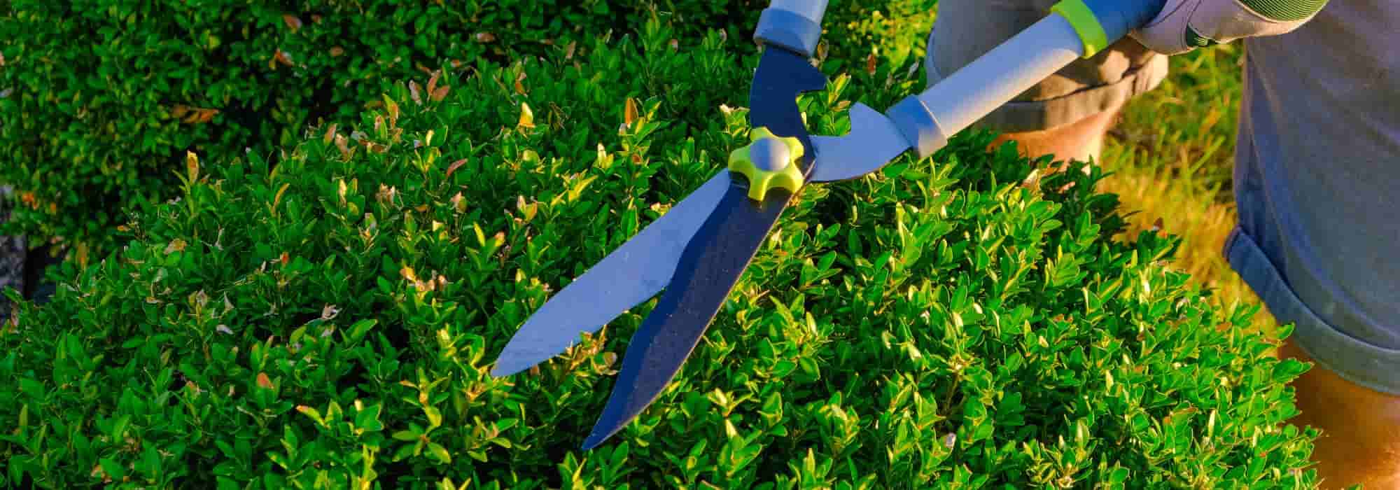 ¿Cómo Podar y cuidar los arbustos de hoja perenne?