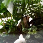 Las plantas imprescindibles para un terrario perfecto