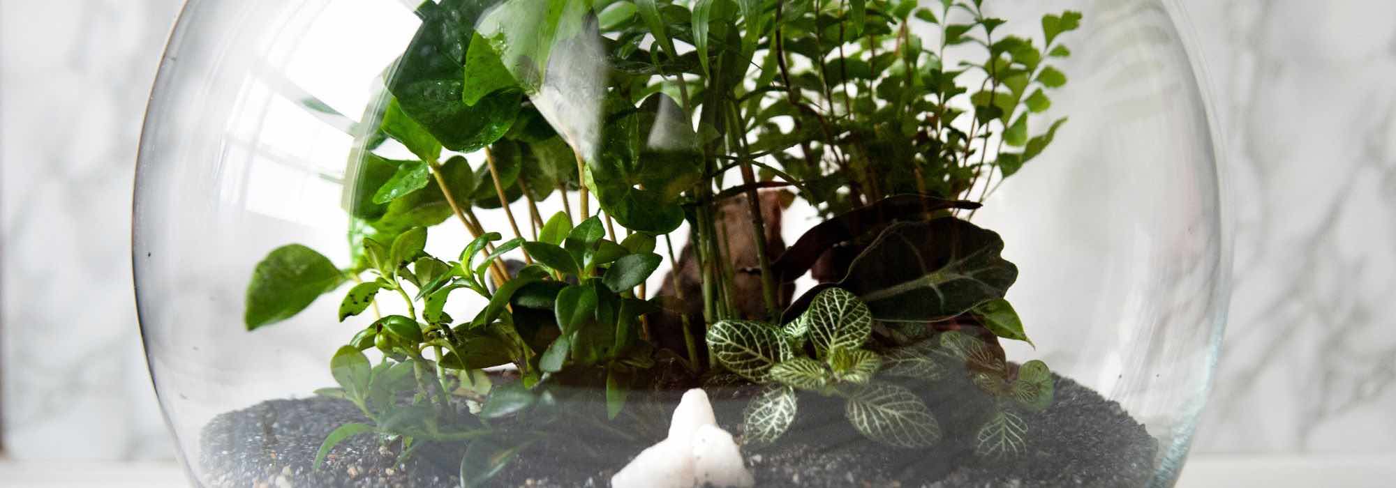 Las plantas imprescindibles para un terrario perfecto