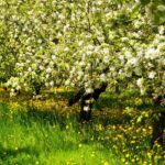 Elegir una variedad antigua y local de árbol fructifero