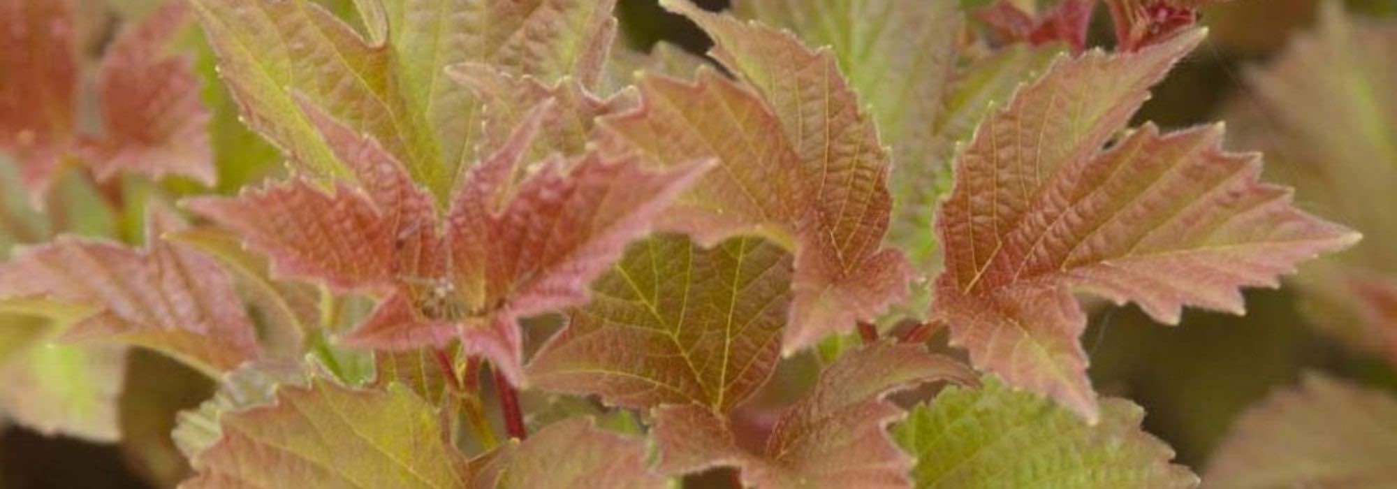 7 viburnos de bellos colores otoñales