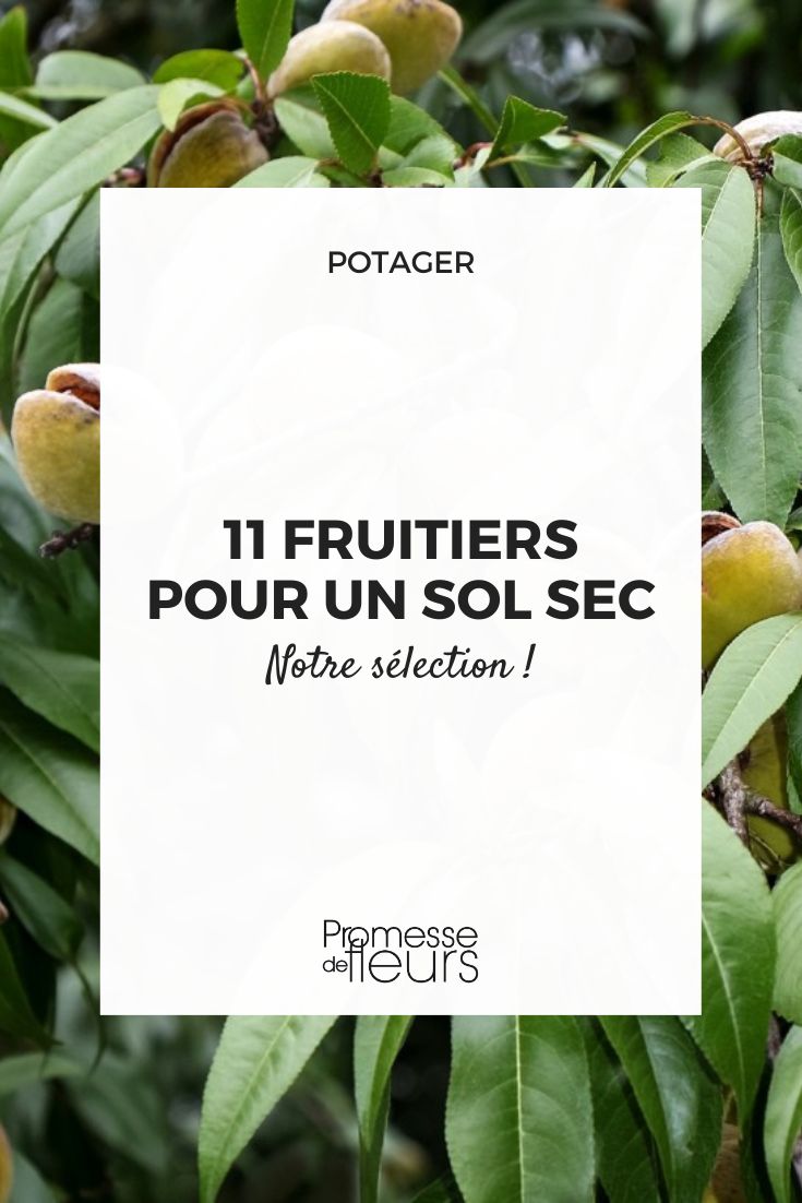 Prunus dulcis (Almendro)