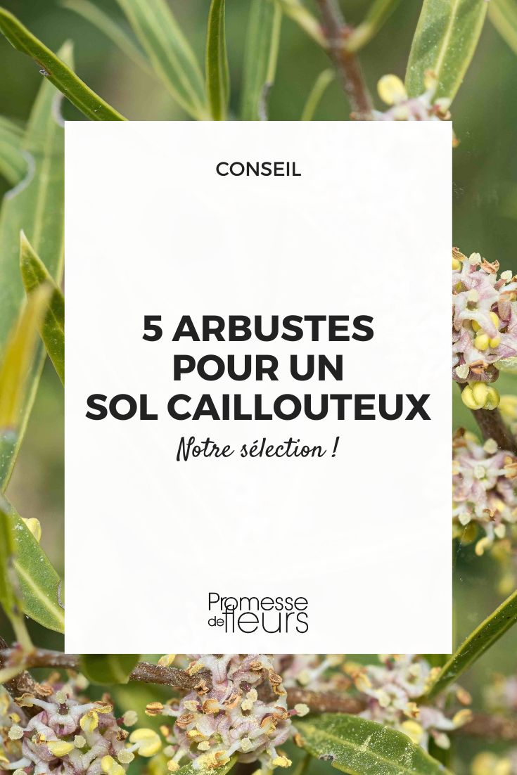 Phillyrea angustifolia