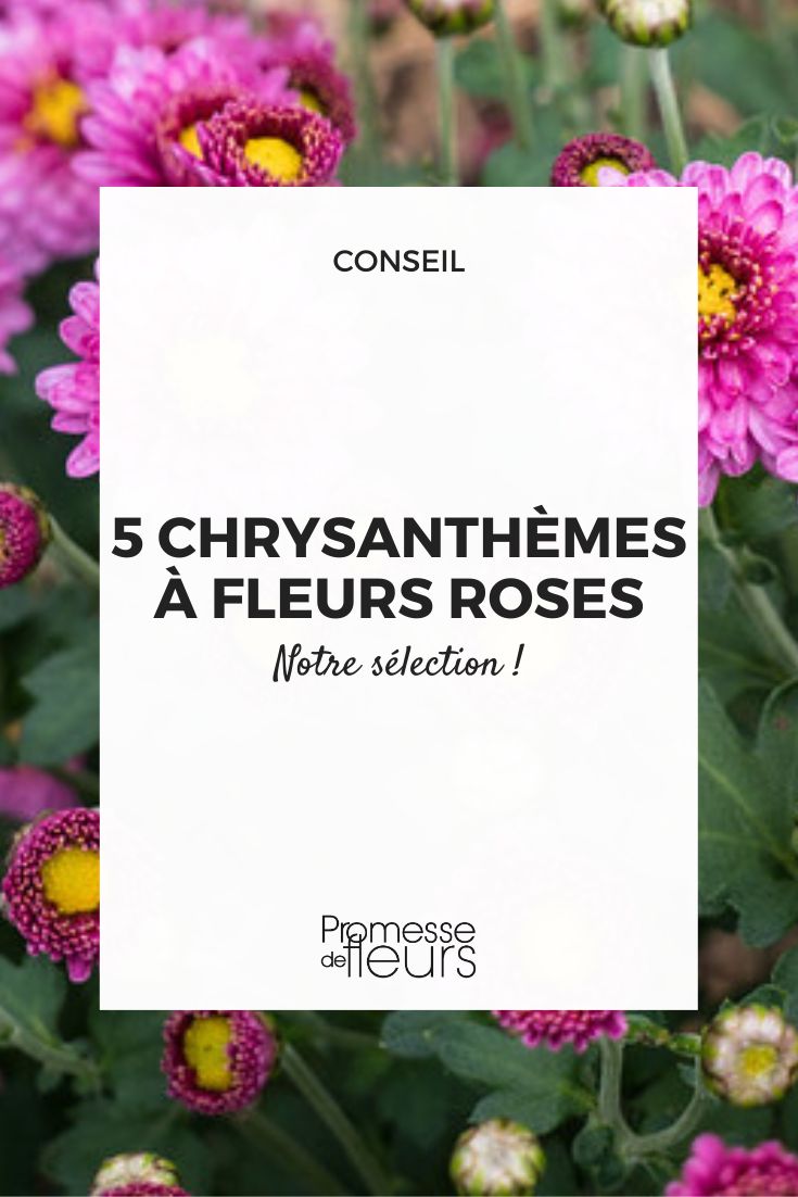 Chrysanthemum 'Mei Kyo'