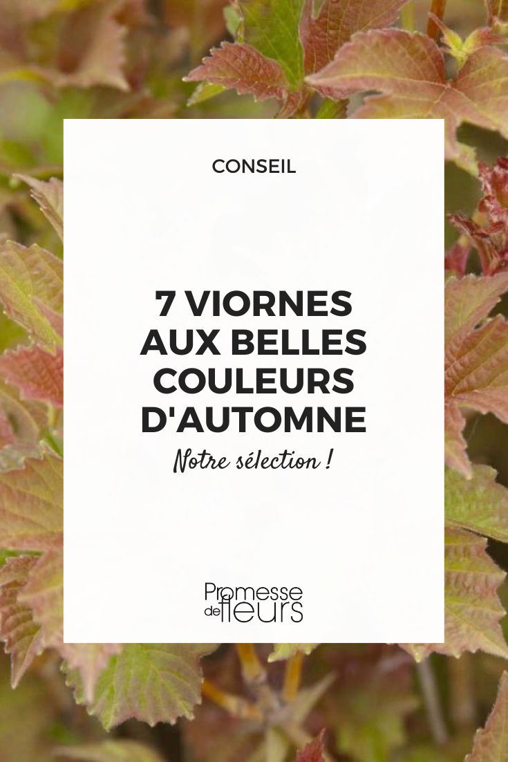 Viburnum-trilobum-Bailey-Compact-84385  

*(Nota: Al tratarse de un nombre científico y código de producto, se mantiene igual en español sin traducción)*  

**Sugerencia para contexto hortícola:**  
Si necesitas la descripción de esta planta traducida al español, sería:  

"Viburnum trilobum 'Bailey Compact' - Un arbusto compacto y ornamental conocido por sus bayas rojas y follaje otoñal vibrante."  

*(Pero como el texto proporcionado es solo la referencia, no se modifica)*