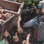 ¿Para qué sirve un plantador de bulbos?