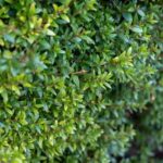 ¿Cómo hacer un seto con alternativas al boj?