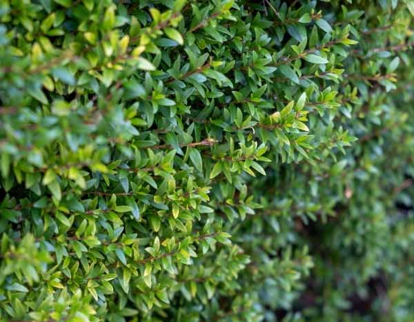 ¿Cómo hacer un seto con alternativas al boj?