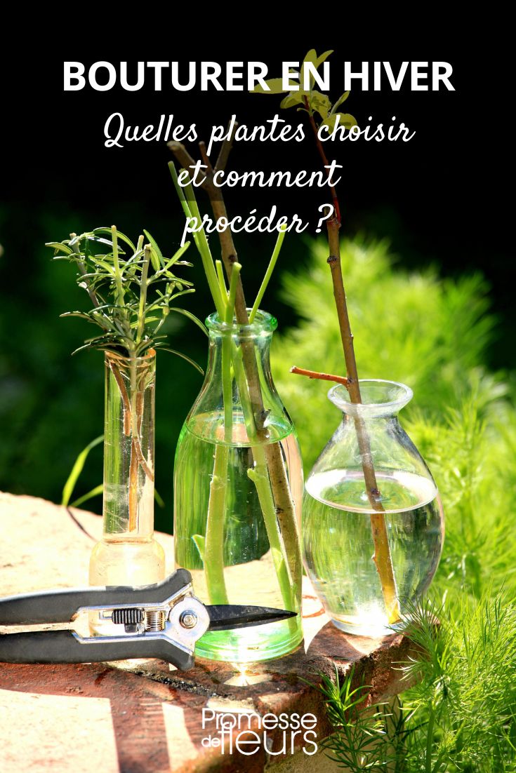 multiplicar esquejes