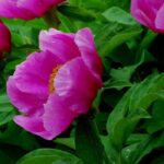 ¿Cómo elegir una peonía según la forma de sus flores?