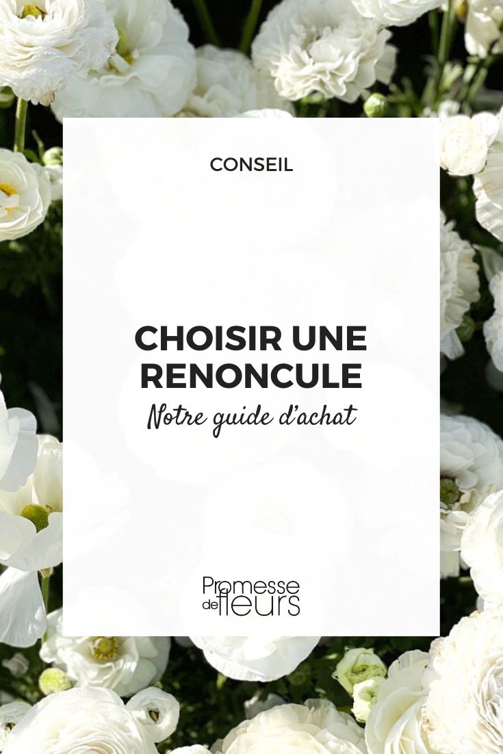 Todo lo que necesitas saber para elegir entre ranúnculos botánicos o híbridos