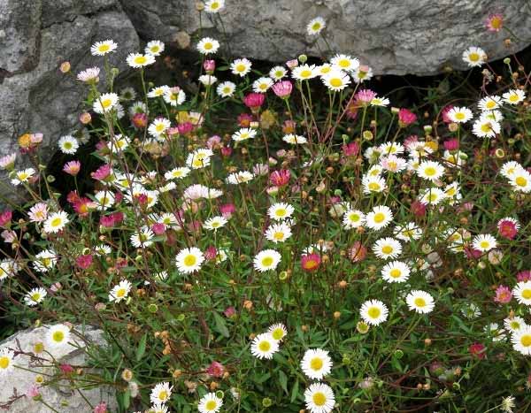 ¿Cómo dividir un Erigeron?