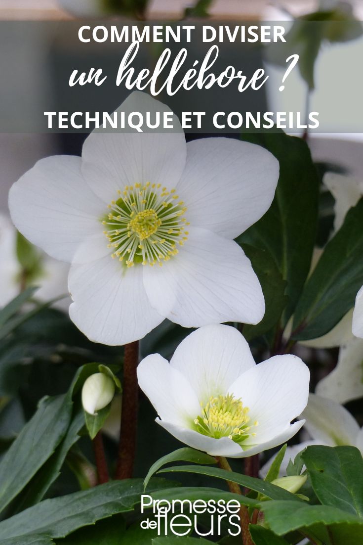 división de eléboro