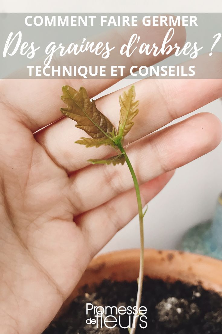 cultivar semillas de árboles