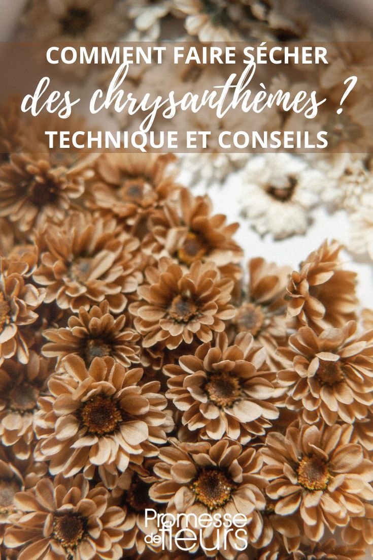 flores secas de Chrysanthemum