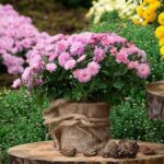 ¿Cómo secar flores de Crisantemo?