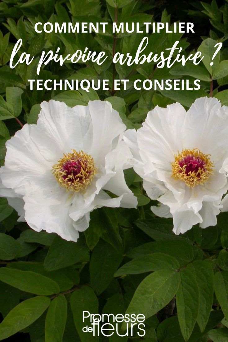 Paeonia suffruticosa (traducción al español: Peonía arbustiva)