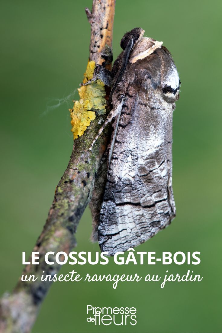 Plaga del jardín: el Cossus gâte-bois (Taladro de los árboles)