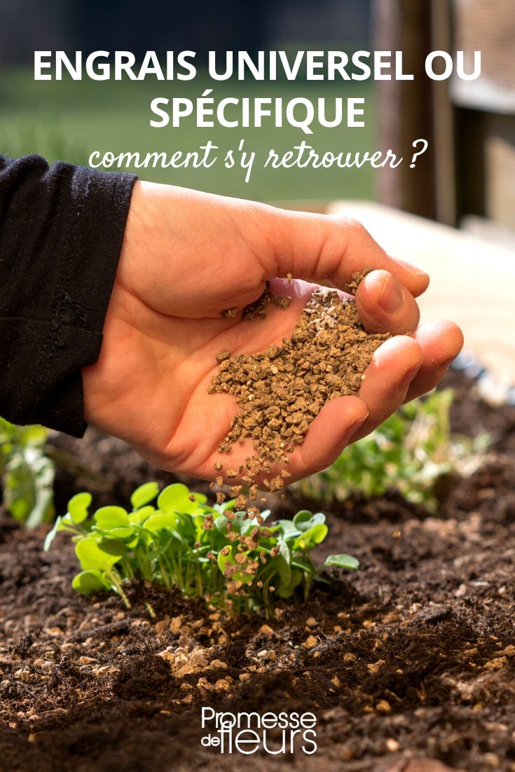 ¿Cuál elegir y por qué?